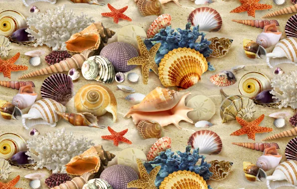 Картинка текстура, кораллы, ракушки, textures, фон на рабочий, inhabitants ocean