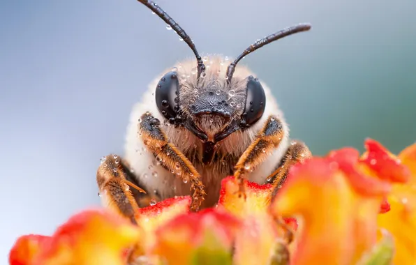 Картинка цветок, макро, пчела, насекомое