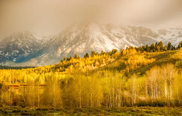 Картинка осень, трава, снег, деревья, горы, Вайоминг, США, Grand Teton National Park