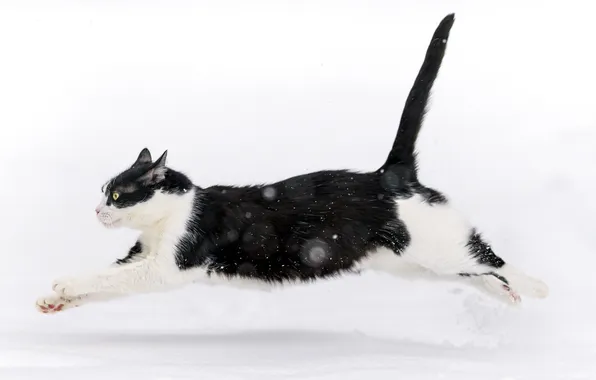 Картинка зима, кот, снег, прыжок