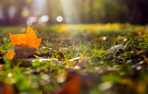 Осень, листья, природа