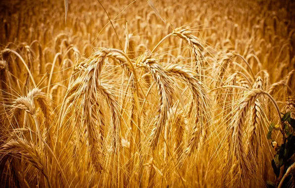 Картинка Макро, Колосья, Зерна, Пшеница, Macro, Cornfield