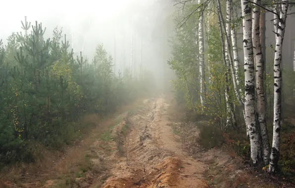 Дорога, лес, туман, утро, сосны