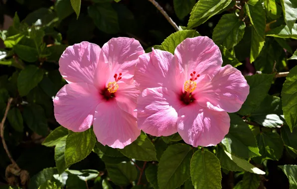 Листья, цветение, гибискус, Hibiscus