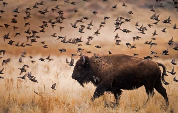 Картинка птицы, Юта, США, Национальный Парк, бизон, Остров Антелоп