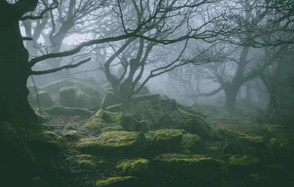 Картинка лес, деревья, природа, туман, камни, мох