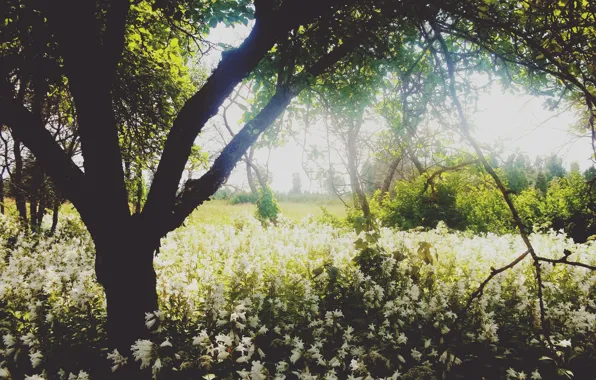 Summer, trees, landscape, nature, garden