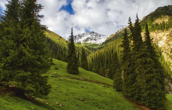 Картинка пейзаж, горы, природа, фото, ель, ущелье, Алтын Арашан, Кыргыстан