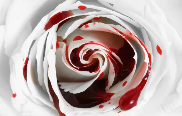 Цветок, кровь, роза, Rose, кровотечение