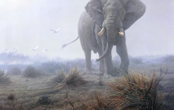 Картинка трава, туман, слон, птицы.