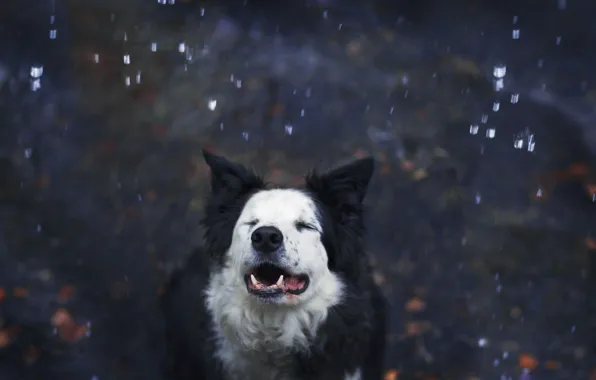 Картинка снег, друг, собака