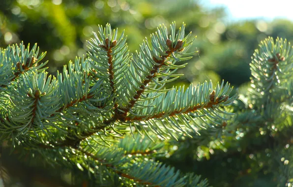 Pine, spruce, twig