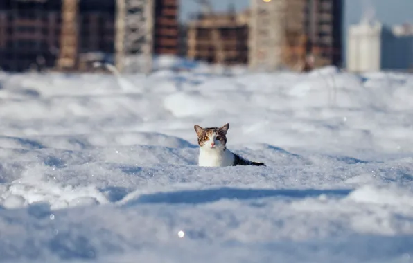 Кот, взгляд, снег, Зима, шерсть, сугробы