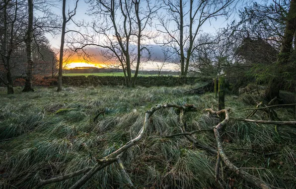 Grass, trees, autumn, Dawn, stone wall