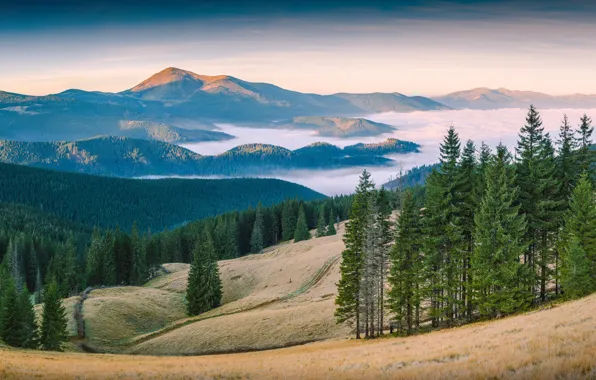 Лес, горы, природа