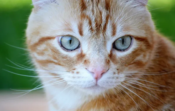 Картинка кошка, глаза, кот, взгляд, портрет, рыжий, мордочка, котейка