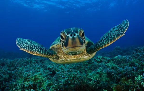 Картинка море, глаза, морда, вода, морская черепаха