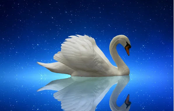 Swan, nature, night, lake, starry night