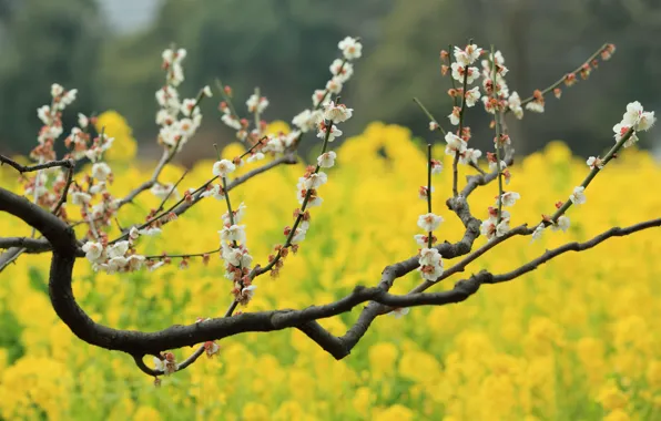 Flowers, tree, bokeh, plum, field of gold, plum blossoms