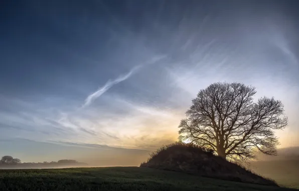Картинка поле, свет, природа, туман, дерево, утро
