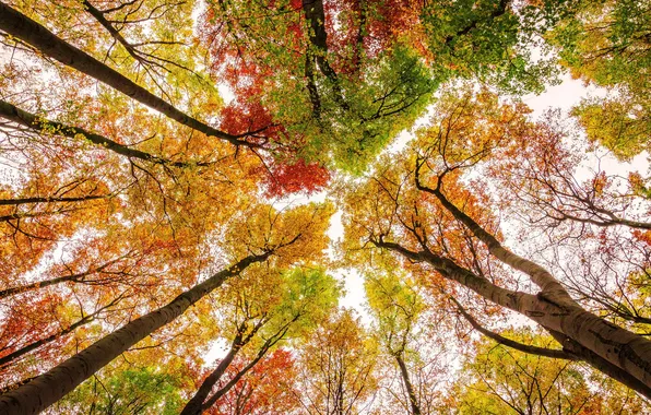 Осень, небо, листья, деревья, краски