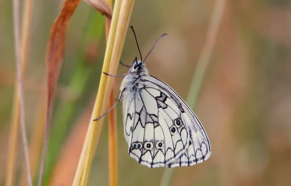 Butterfly, delicate, insect