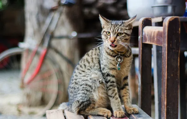 Язык, кошка, кот, взгляд, велосипед, поза, серый, фон