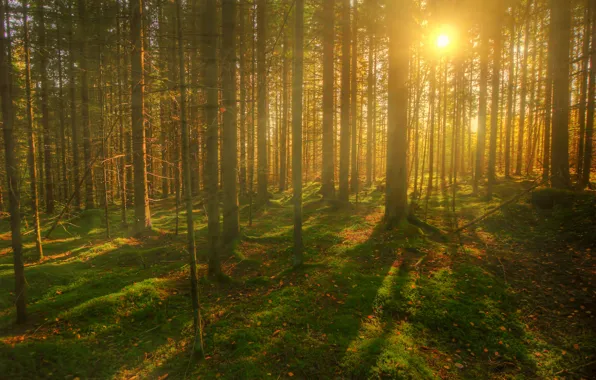 Картинка лес, солнце, деревья, лучи. лето