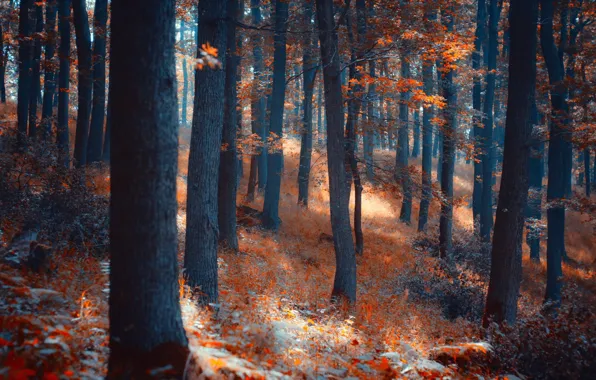 Лес, свет, деревья, природа