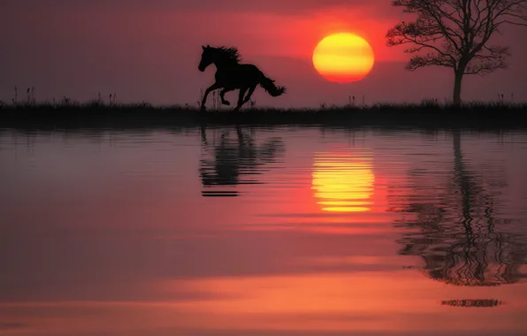 Картинка вода, солнце, закат, отражение, дерево, конь, лошадь