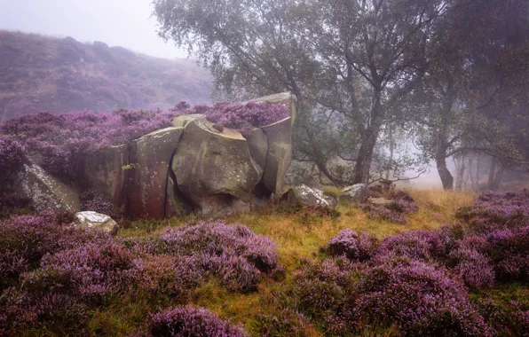 Картинка деревья, природа, камни, растительность, валуны, England, вереск, Derbyshire