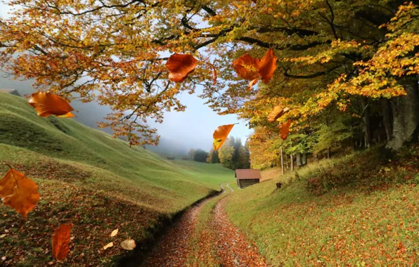 Картинка осень, листья, деревья, пейзаж, ветки, природа, туман, холмы