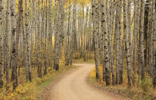 Картинка colorful, forest, road, trees, beautiful, autumn, leaves, leaf