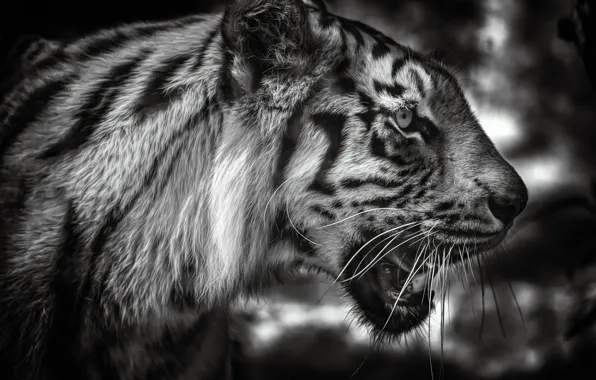 Морда, тигр, портрет, чёрно-белая, профиль, дикая кошка, монохром