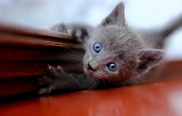 Картинка котенок, серый, голубоглазый