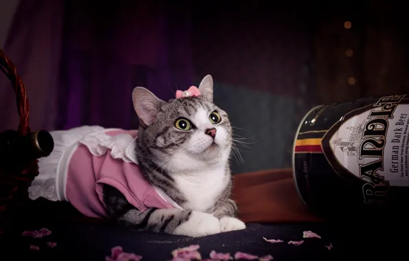 Кошка, взгляд, поза, платье, розовое, костюм, банка, лежит