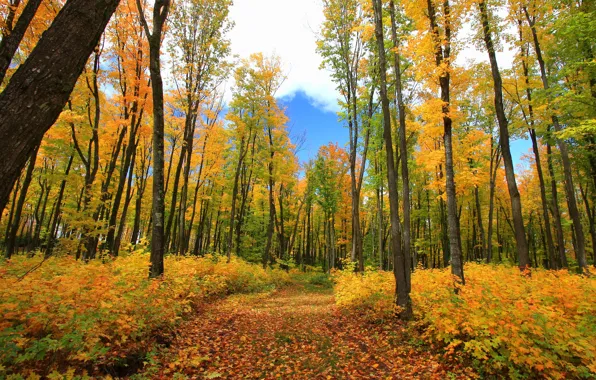Картинка осень, лес, фото, листва