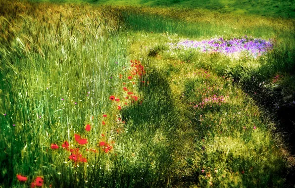 Картинка поле, лето, природа