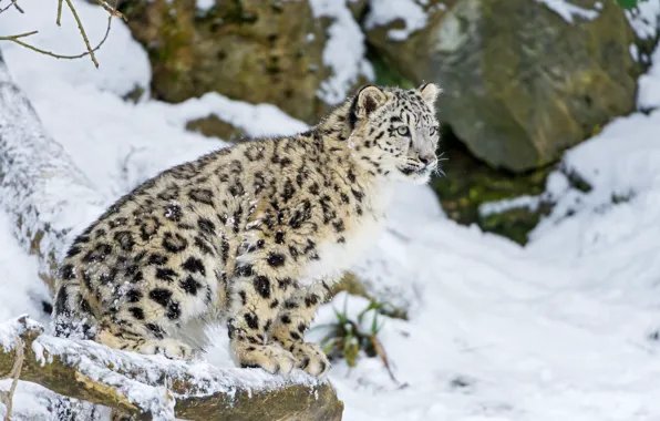 Картинка зима, кошка, снег, котенок, ирбис, снежный барс, ©Tambako The Jaguar