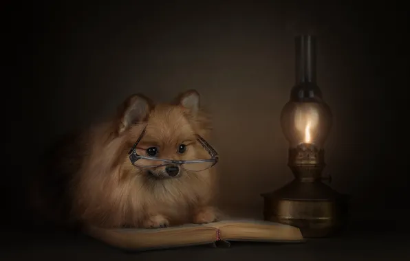 Животное, лампа, собака, очки, книга, пёс, шпиц
