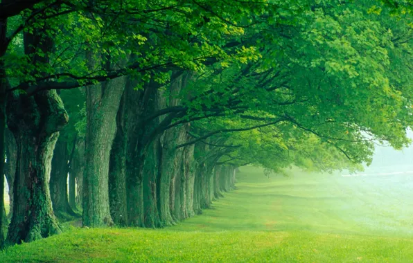 Лето, деревья, туман, парк, тишина, утро, аллея