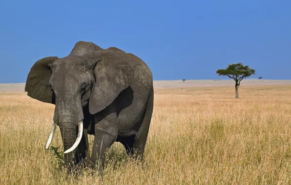 Картинка саванна, Африка, Слон