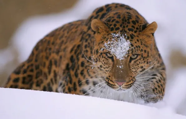 Картинка animals, snow, leopard (animal), brown and black leopard print textile