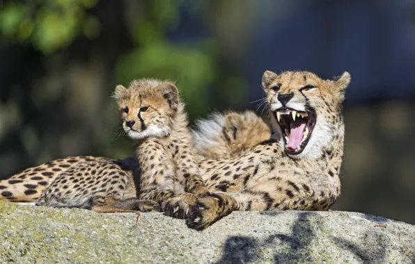 Кошка, семья, пасть, гепард, детёныш, котёнок, зевает, ©Tambako The Jaguar