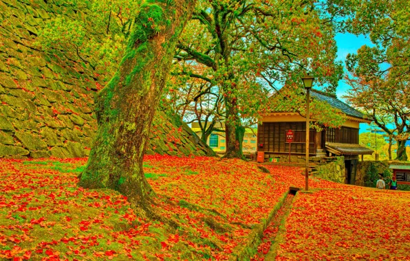 Картинка осень, деревья, фото, Япония, Кумамото