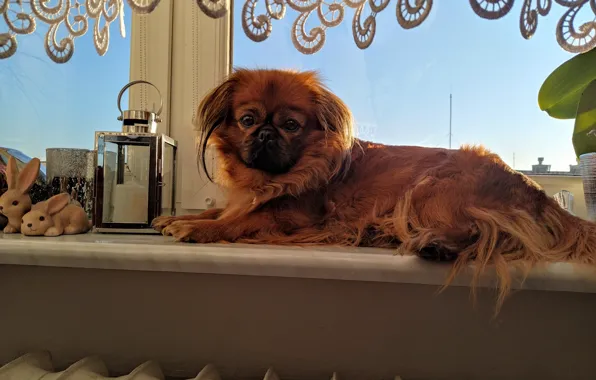 Dog, pekin, kropka, pekingesse