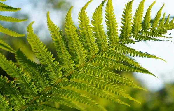 Green, leaf, fern