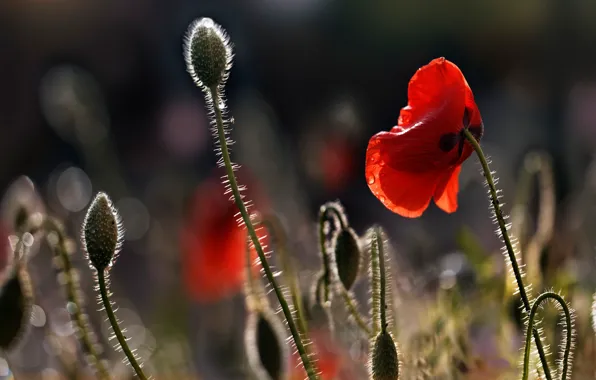 Картинка капли, свет, цветы, красный, мак, маки, боке