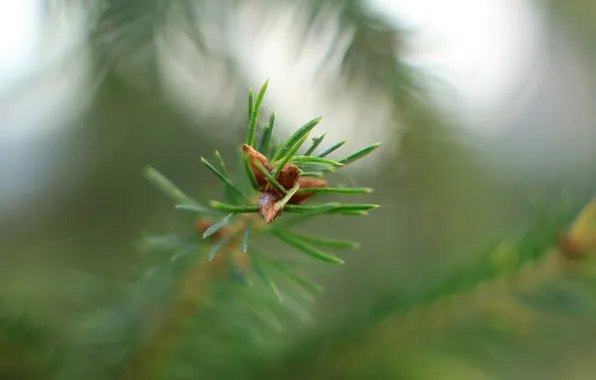 Macro, spruce, twig