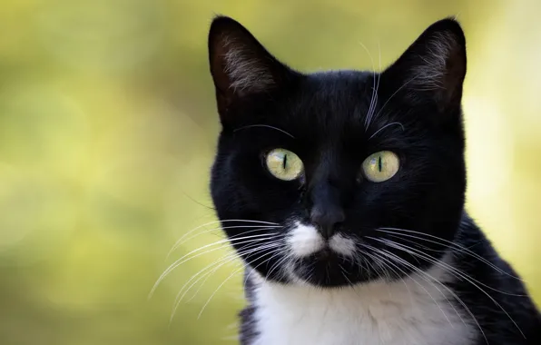 Картинка кошка, кот, взгляд, морда, свет, черный, портрет, зеленый фон